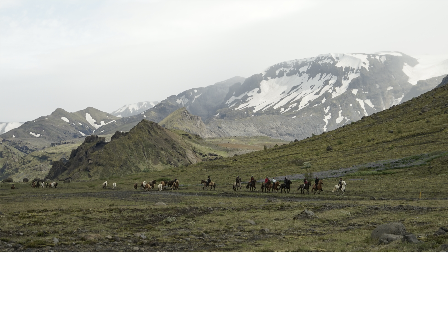 Riding with the Herd in Iceland 